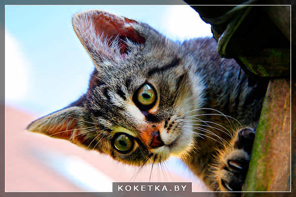 советы по воспитанию кошек