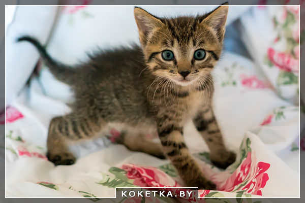 советы по воспитанию кошек