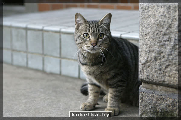 Взяли котёнка с улицы домой