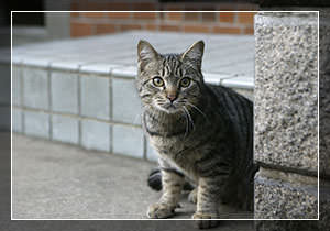 Котёнок в доме