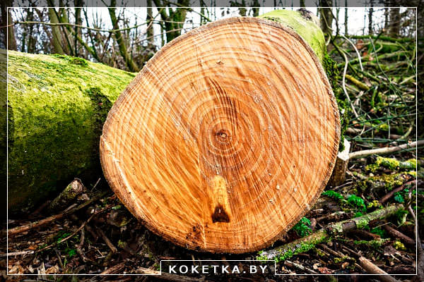 Большие брена леса