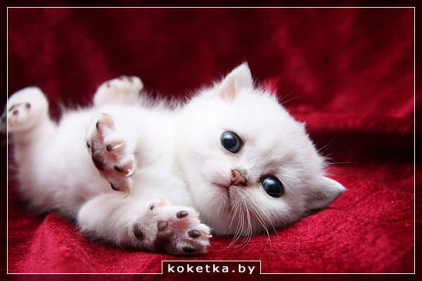Приснился девушке котёнок - это знак чего?