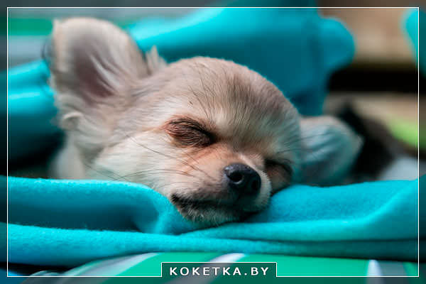 Спящая красивая собачка