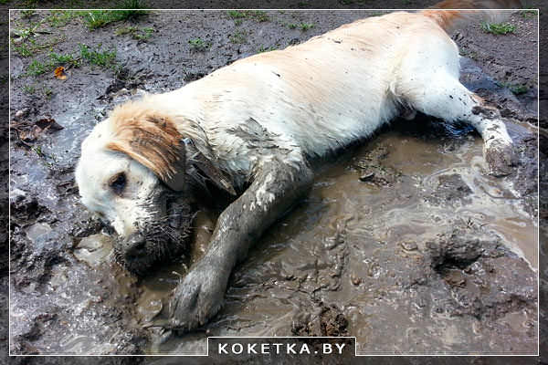  Грязная неухоженная собака