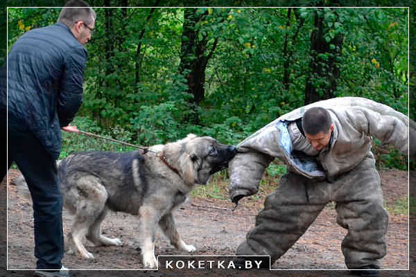Собака рвёт одежду на человеке