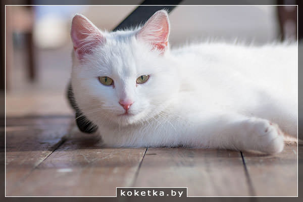 Сое про белого кота