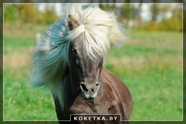 Красивая лошадь