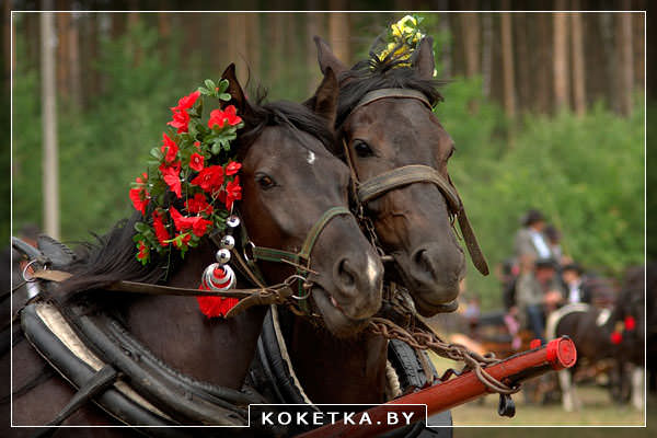 Цирковая лошадь