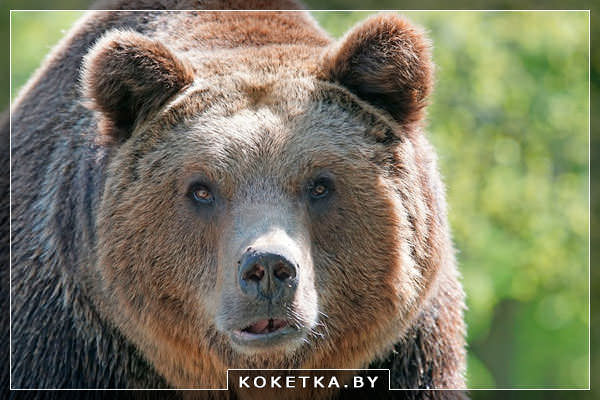 увидеть во сне медведя Не опубликовано