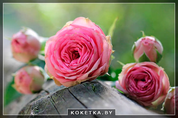 Розы во сне - сонник