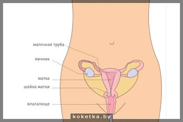 Матка, чистка матки