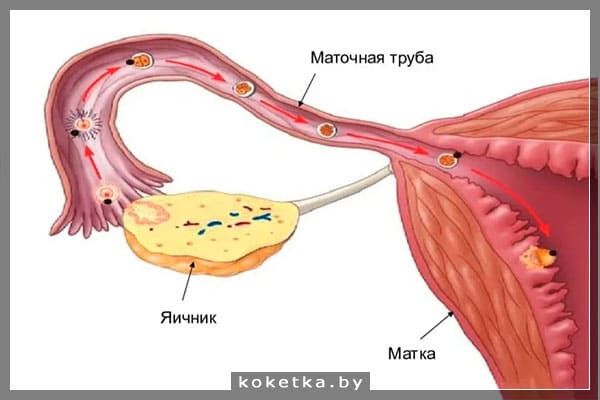 Фолликулы, яичники